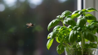 Os mosquitos não gostam do cheiro do manjericão