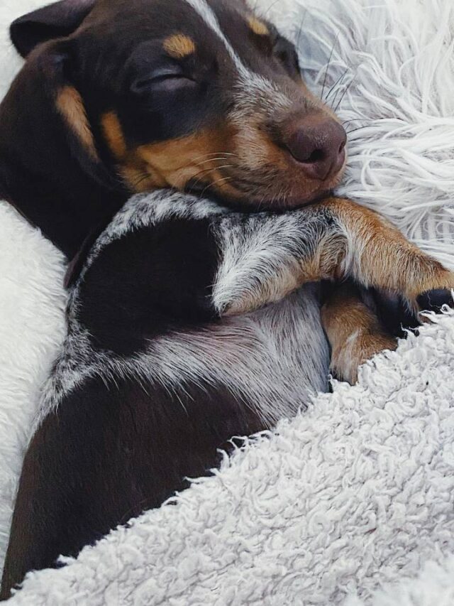 Seu cachorro pode estar sonhando com você