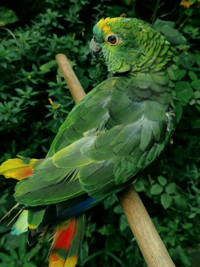Cidade do interior de SP ganha apelido de ‘Amazônia Paulista’