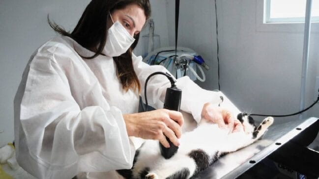 Ação será realizada no Hospital Veterinário Municipal de Santo André