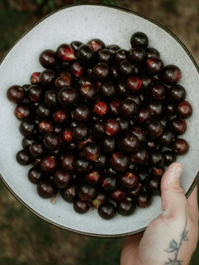 Maior pomar de jabuticabas do mundo fica no interior