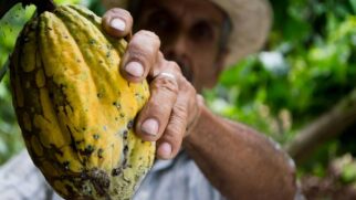 Cacau é uma commodity agrícola, ou seja, um produto básico negociado em mercados globais