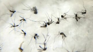 Vacina poderá ser aplicada em pessoas acima de 18 anos
