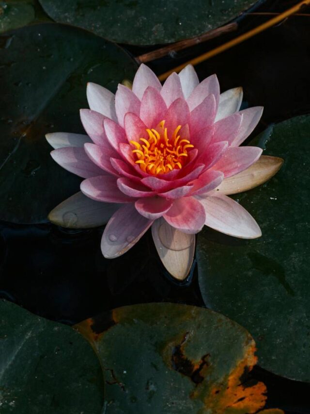 Maior flor das Américas é cultivada em São Paulo