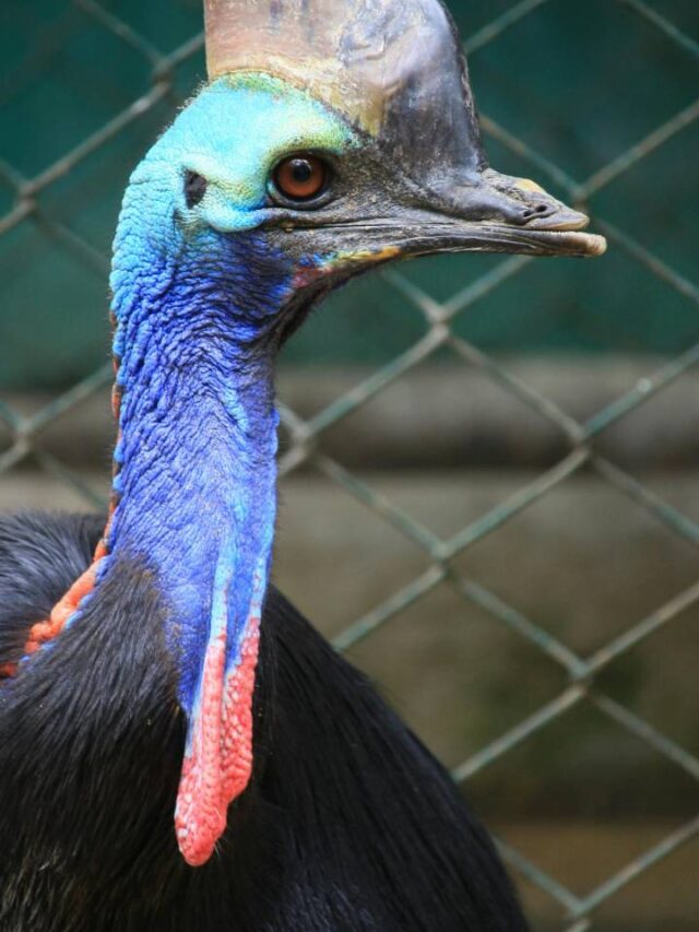 Pássaro mais perigoso do mundo pode pesar mais de 60 kg