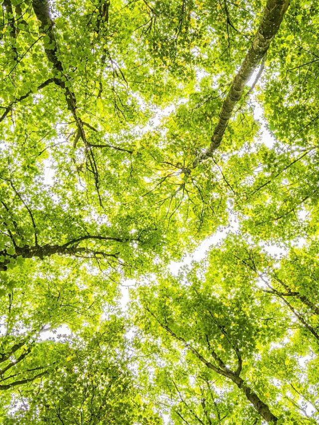 Cidade do interior de SP é a mais arborizada do Brasil