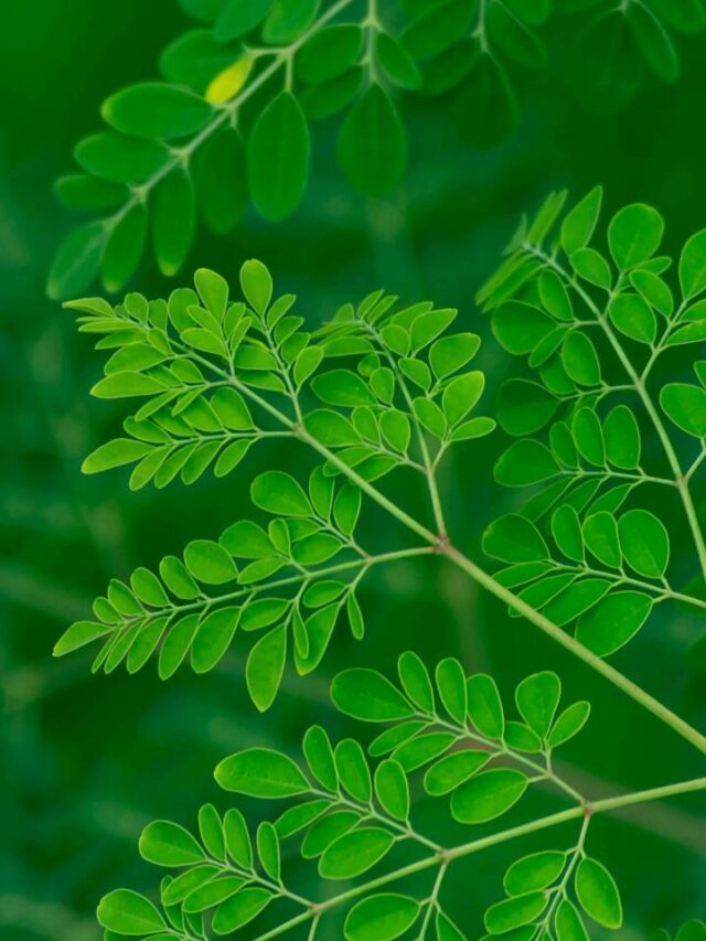 Planta ideal para desintoxicar fígado e intestino é pouco conhecida