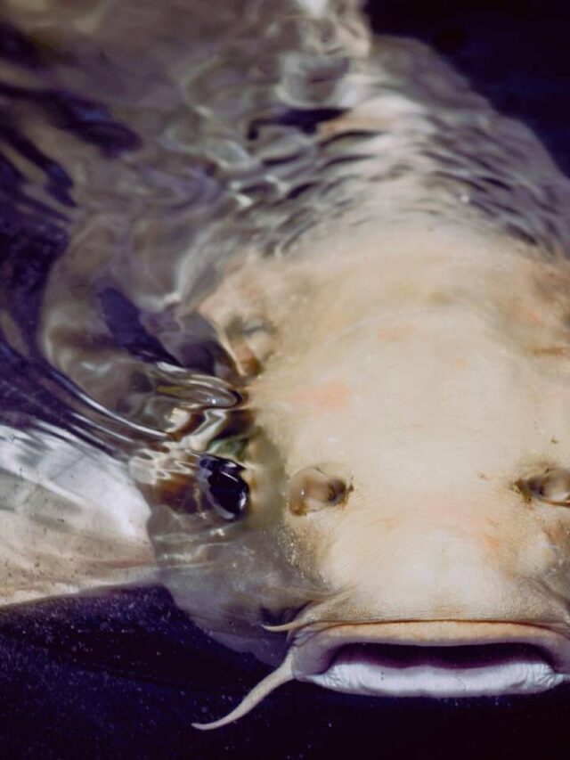 4 espécies de peixes venenosos vivem no Brasil