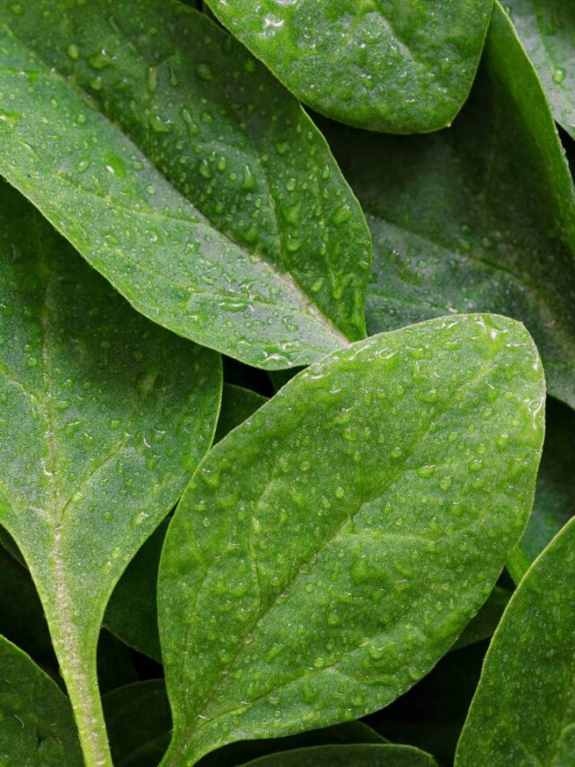 Este vegetal estimula colágeno e ajuda a combater dor no joelho