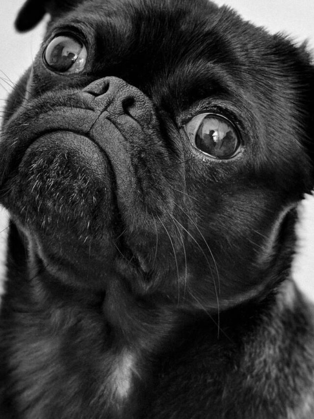 6 dicas para tirar seu pet do tédio