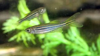 Peixe Zebrafish ajuda cientistas a identificar níveis tóxicos em águas de bacias hidrográficas