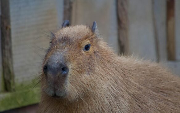Fique tranquilo: pastel em forma de capivara não tem carne de capivara
