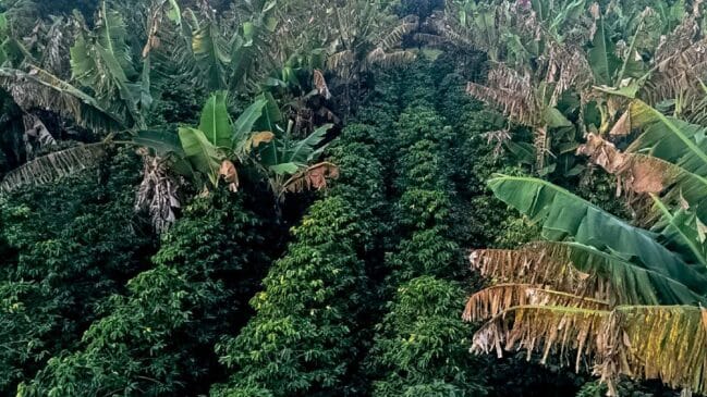Café brasileiro subiu mais de 50% em um ano. Imagem: Agência Brasil/Flickr