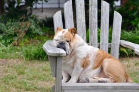 Os cachorros tem fases do sono, assim como os humanos