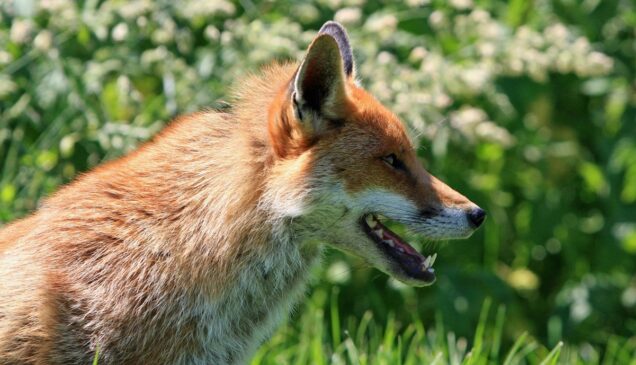 Mais de 36 mil animais silvestres foram atropelados nas rodovias paulistas concedidas entre 2019 e 2023