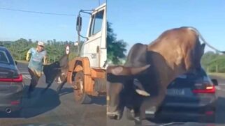Touro fugiu para uma área rural após avançar em pedestre