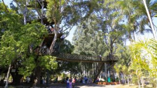 Árvore tem mais de 20 metros de altura