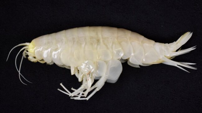 Estudo revela que crustáceo das profundezas, antes considerado raro, está presente em mais da metade dos oceanos do mundo