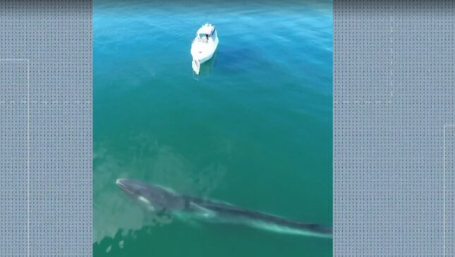 Baleia-fin foi flagrada no litoral de Angra dos Reis