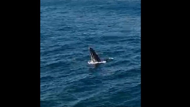 Baleia e golfinhos foram flagradas em Arraial do Cabo