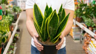 A espada-de-são-jorge é uma das plantas que pode ser cultivada na água