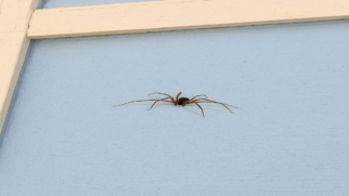 Apesar do tamanho aparentemente inofensivo a Aranha-Marrom é mortal