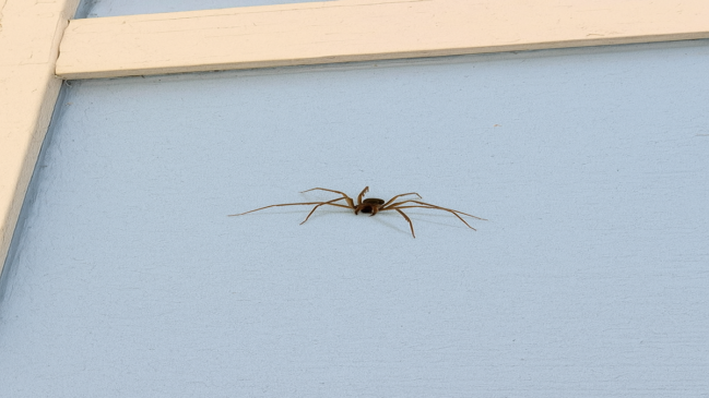 Apesar do tamanho aparentemente inofensivo a Aranha-Marrom é mortal