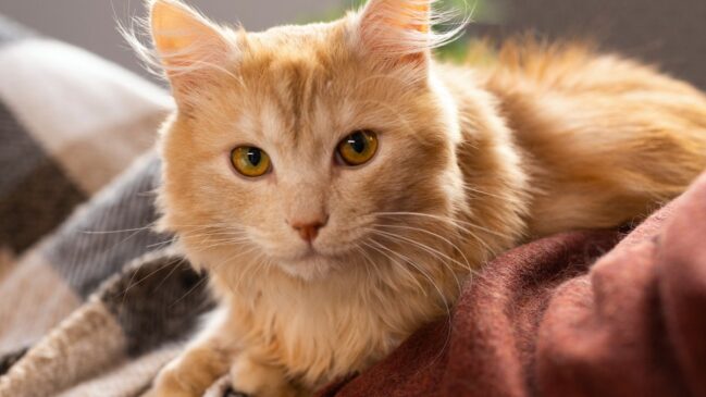 Pelo fator genético, é incomum gatas fêmeas serem totalmente laranjas
