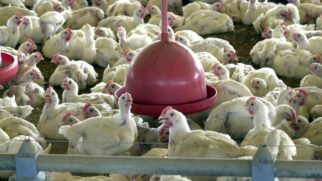 Índice de contaminação do vírus H5N1 em humanos é baixo