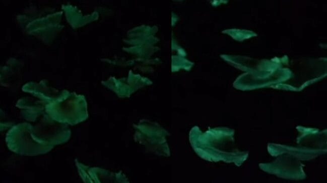 Trilhas vivas e iluminadas por organismos que brilham em completa escuridão