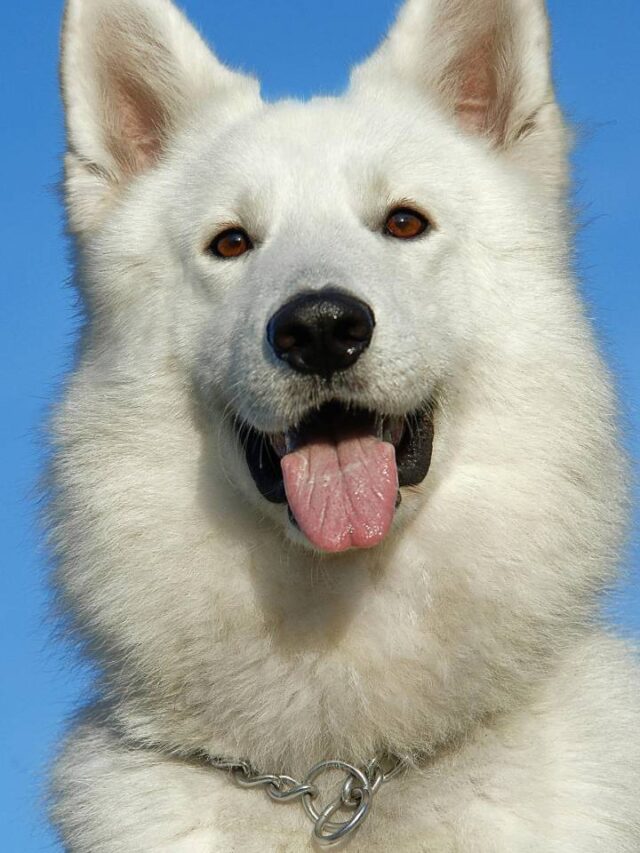 Descubra 5 alimentos muito perigosos para cachorros