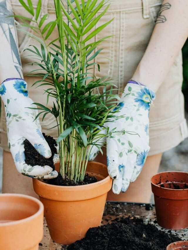Esse segredo simples vai salvar as plantas da sua casa