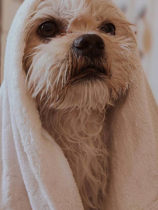 Dar banho demais no seu cachorro pode fazer mal à saúde dele