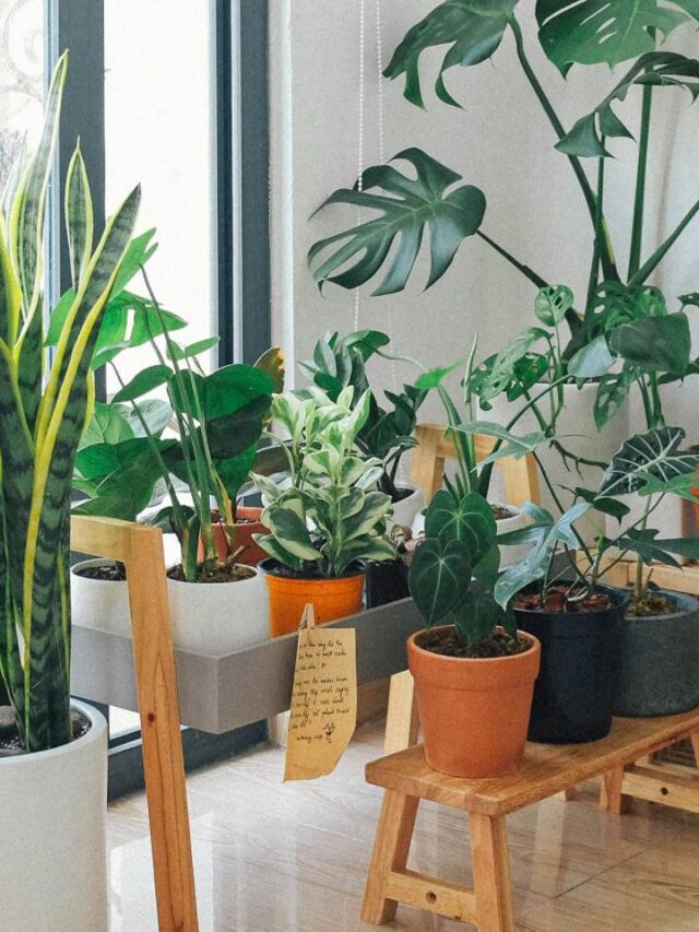 Você sabe o que significa ter muitas plantas dentro de casa?