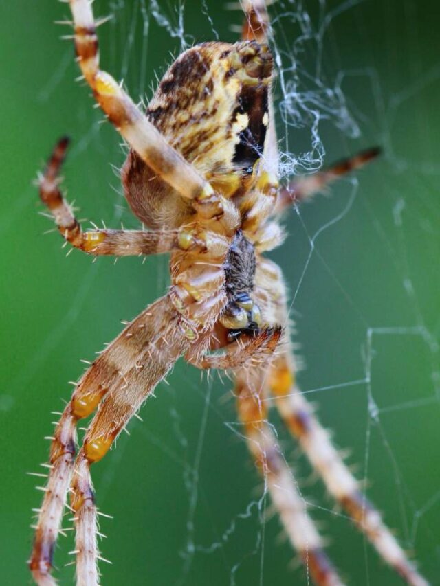 Aranha brasileira é uma das mais perigosas do mundo