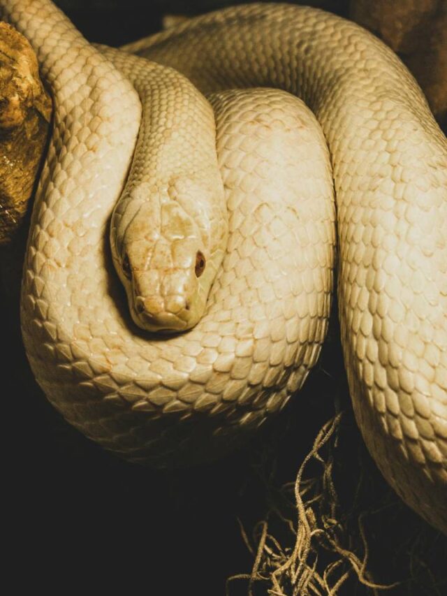 5 sinais que indicam que você tem uma cobra no quintal