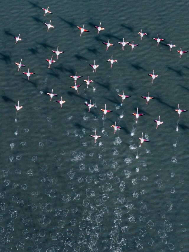 Onde e como os pássaros descansam quando voam sobre os oceanos?
