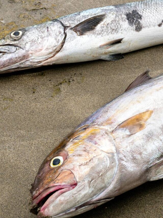Peixes mortos são encontrados em faixa de areia no litoral de SP