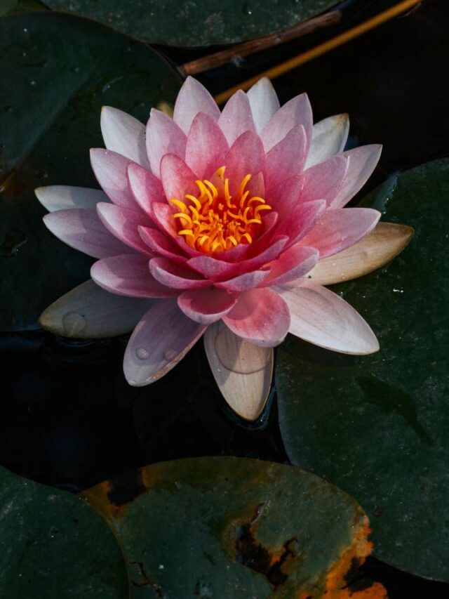 Maior flor das Américas é cultivada em São Paulo
