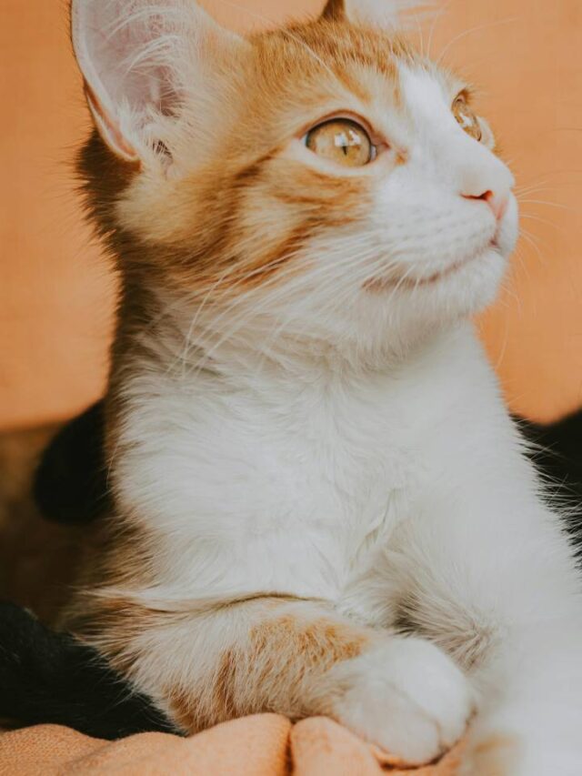 Você é a ‘tia dos gatos’? Veja o que psicologia diz sobre quem tem muitos gatinhos