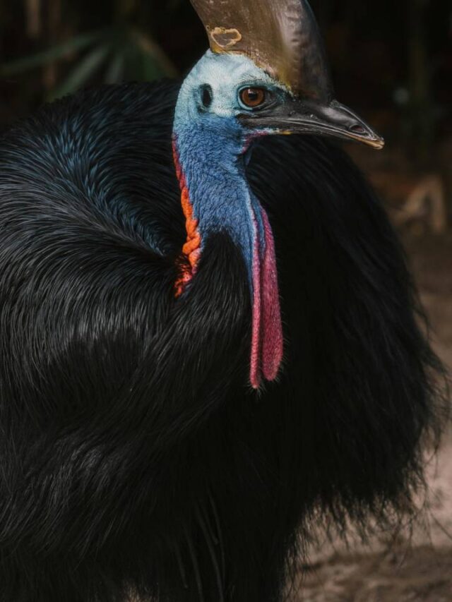 Pássaro mais perigoso do mundo pode pesar mais de 60 kg