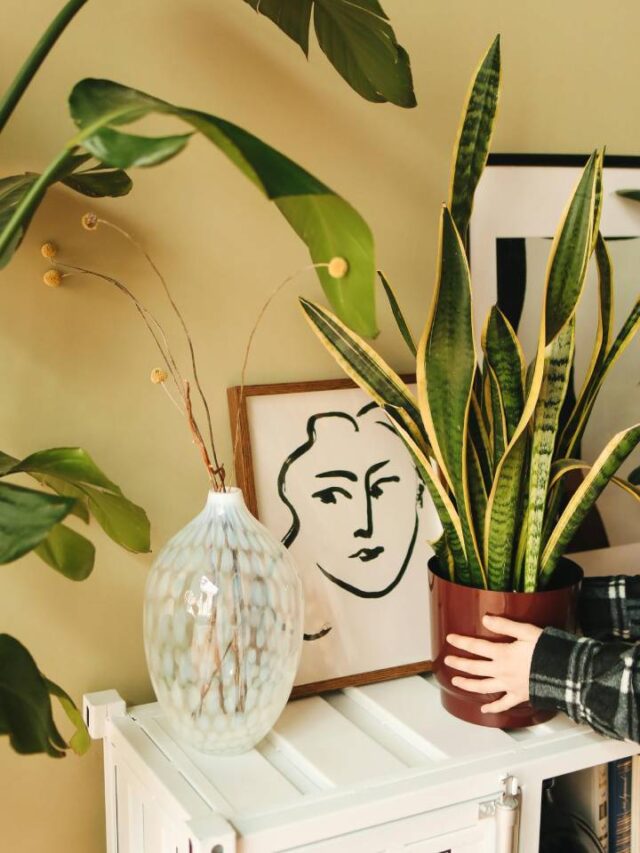 Essa é a melhor planta contra inveja para ter na frente de casa