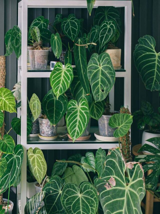 Você sabe o que significa ter muitas plantas dentro de casa?