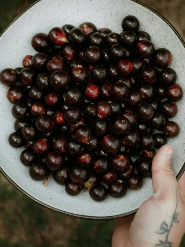 Maior pomar de jabuticabas do mundo fica no interior