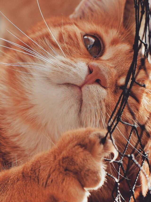 Gatos cor de laranja têm uma origem genética especial e curiosa