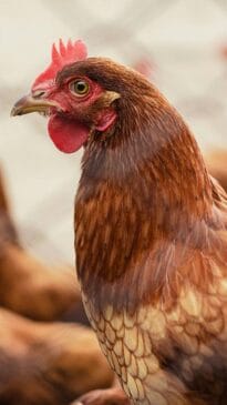 Município com mais galinhas do Brasil foi moldado pela cultura japonesa; investimento nipônico que começou no século passado contribui para alimentar toda a população brasileira.