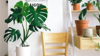 Plantas de apartamento são próprias para receber pouca iluminação.