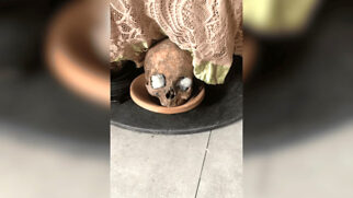 Possível crânio humano foi encontrado em cima do altar nesta terça-feira (27/5)