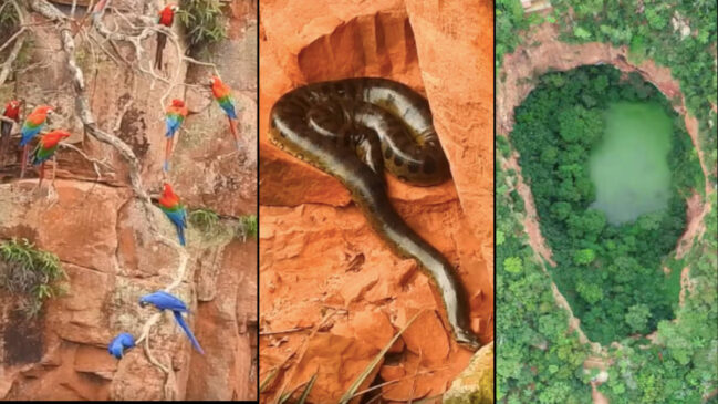 Conheça o santuário natural em Mato Grosso do Sul, joia da biodiversidade brasileira