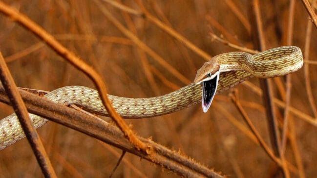 Cobra-cipó é venenosa; descubra se ela pode matar humanos